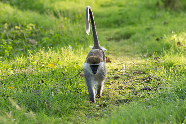 Grüne Meerkatze (Chlorocebus aethiops)