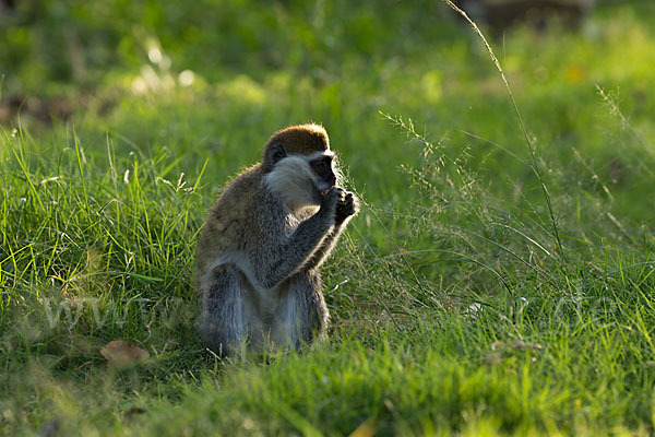 Grüne Meerkatze (Chlorocebus aethiops)