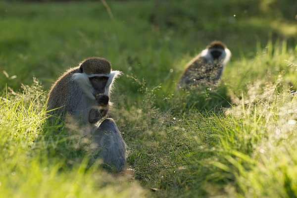 Grüne Meerkatze (Chlorocebus aethiops)