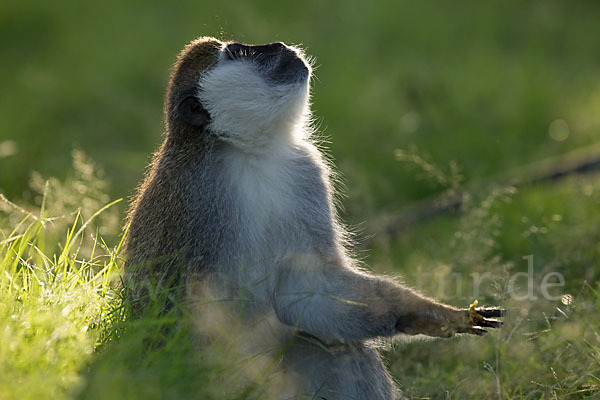 Grüne Meerkatze (Chlorocebus aethiops)