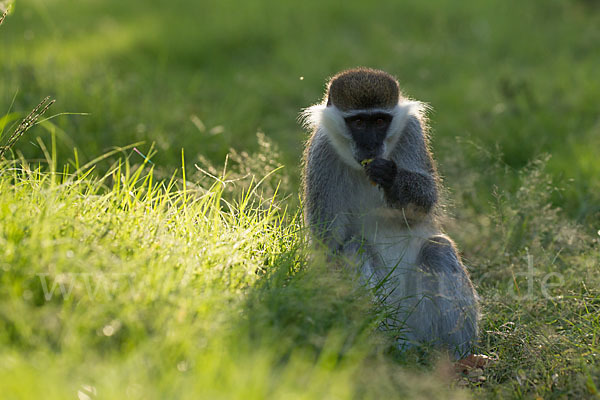 Grüne Meerkatze (Chlorocebus aethiops)