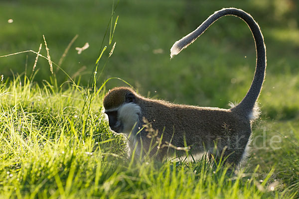 Grüne Meerkatze (Chlorocebus aethiops)