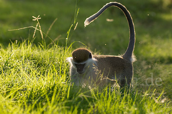 Grüne Meerkatze (Chlorocebus aethiops)