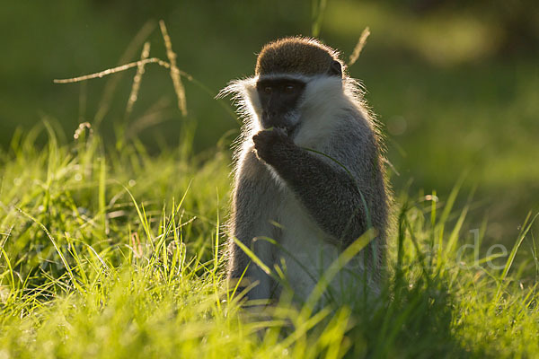 Grüne Meerkatze (Chlorocebus aethiops)