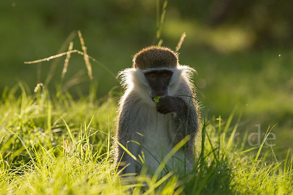 Grüne Meerkatze (Chlorocebus aethiops)