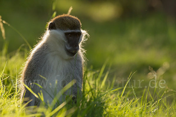 Grüne Meerkatze (Chlorocebus aethiops)