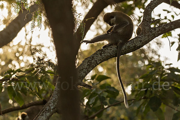 Grüne Meerkatze (Chlorocebus aethiops)