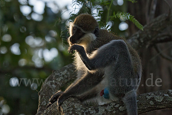 Grüne Meerkatze (Chlorocebus aethiops)