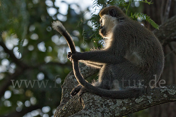 Grüne Meerkatze (Chlorocebus aethiops)