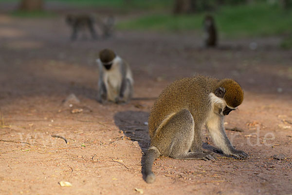 Grüne Meerkatze (Chlorocebus aethiops)