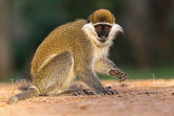 Grüne Meerkatze (Chlorocebus aethiops)