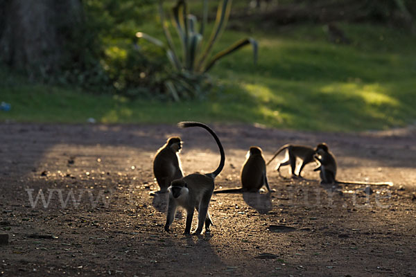 Grüne Meerkatze (Chlorocebus aethiops)