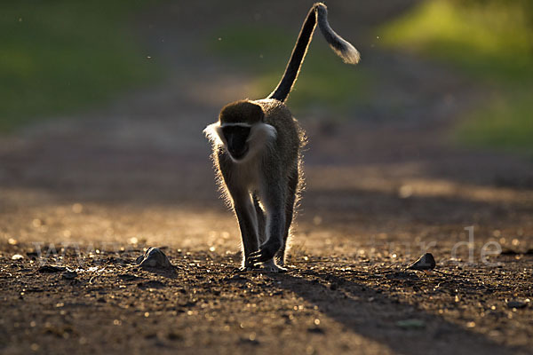 Grüne Meerkatze (Chlorocebus aethiops)