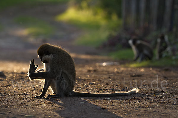 Grüne Meerkatze (Chlorocebus aethiops)