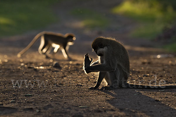 Grüne Meerkatze (Chlorocebus aethiops)