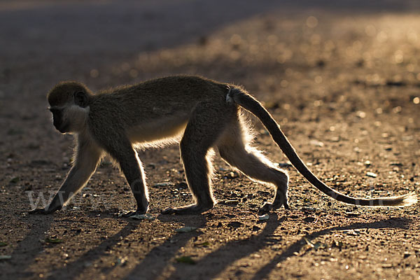 Grüne Meerkatze (Chlorocebus aethiops)