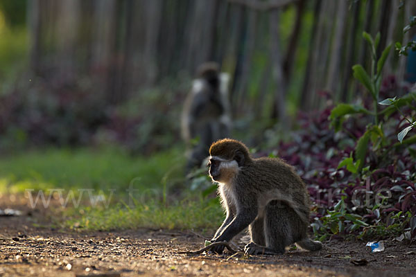 Grüne Meerkatze (Chlorocebus aethiops)