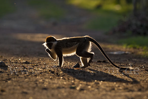 Grüne Meerkatze (Chlorocebus aethiops)