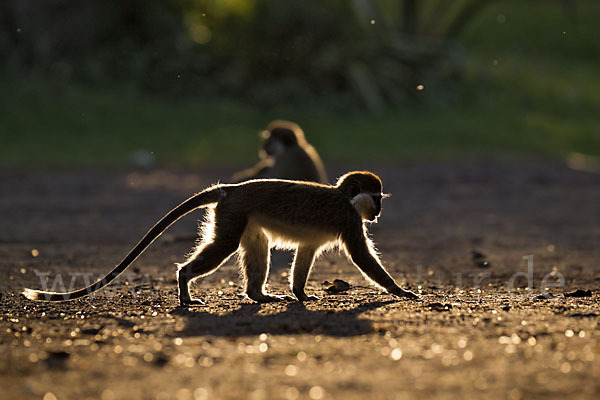 Grüne Meerkatze (Chlorocebus aethiops)