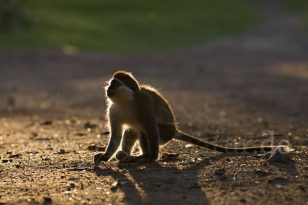 Grüne Meerkatze (Chlorocebus aethiops)