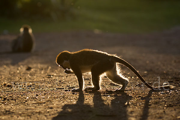 Grüne Meerkatze (Chlorocebus aethiops)