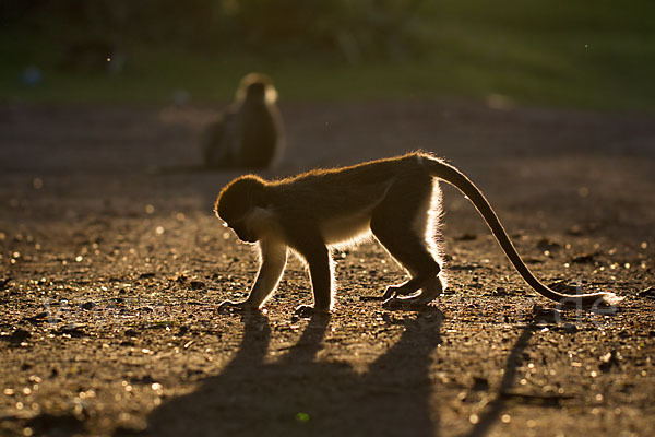 Grüne Meerkatze (Chlorocebus aethiops)