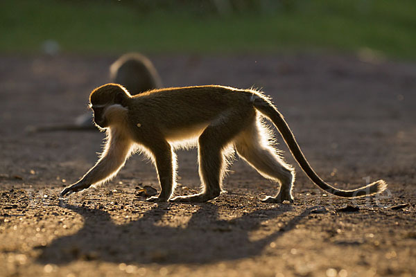 Grüne Meerkatze (Chlorocebus aethiops)