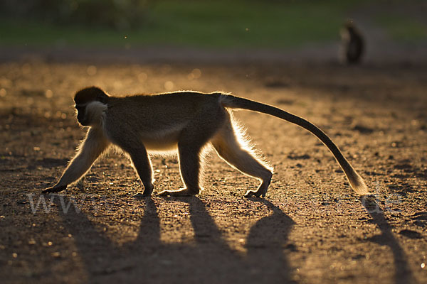 Grüne Meerkatze (Chlorocebus aethiops)