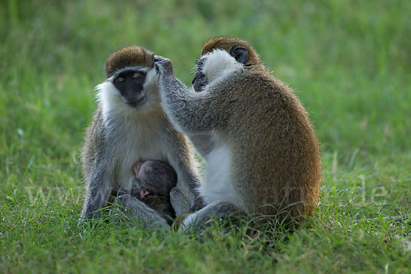 Grüne Meerkatze (Chlorocebus aethiops)