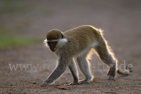 Grüne Meerkatze (Chlorocebus aethiops)