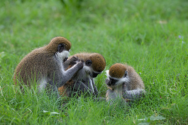 Grüne Meerkatze (Chlorocebus aethiops)