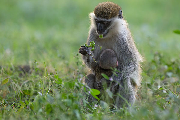 Grüne Meerkatze (Chlorocebus aethiops)