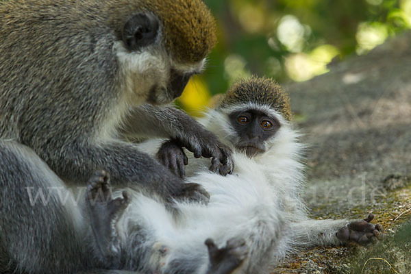 Grüne Meerkatze (Chlorocebus aethiops)