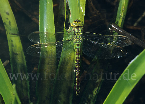 Grüne Mosaikjungfer (Aeshna viridis)