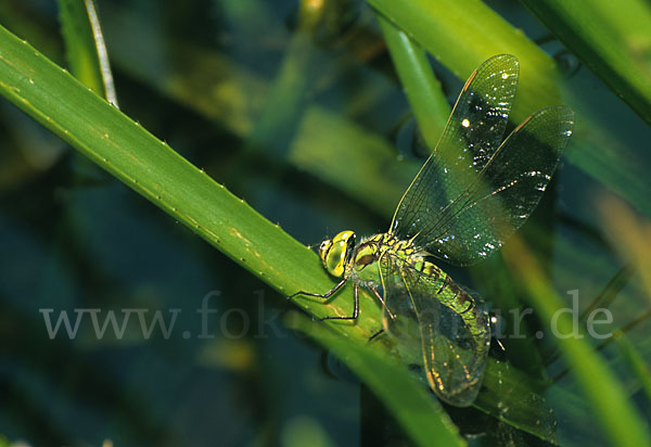 Grüne Mosaikjungfer (Aeshna viridis)