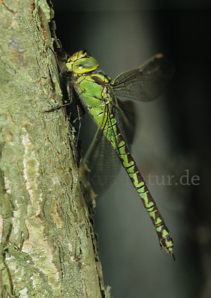 Grüne Mosaikjungfer (Aeshna viridis)