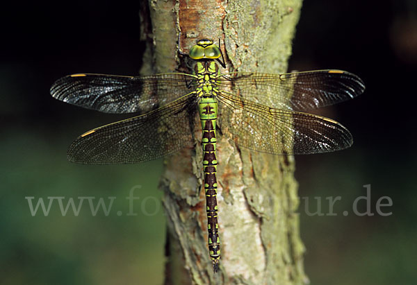 Grüne Mosaikjungfer (Aeshna viridis)