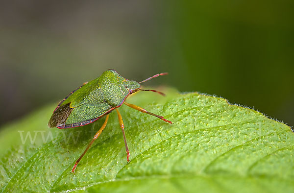 Grüne Stinkwanze (Palomena prasina)