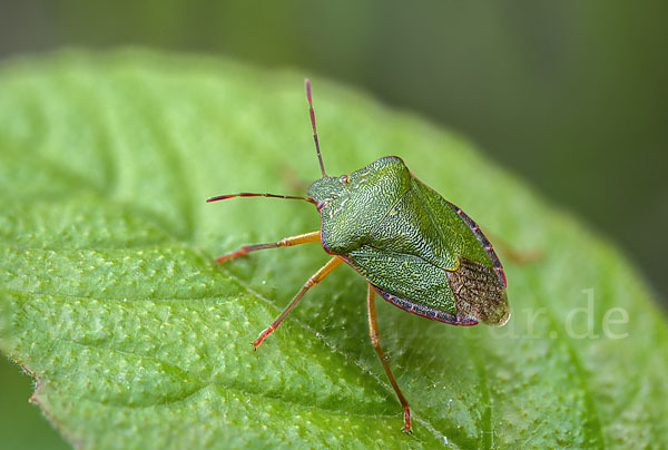 Grüne Stinkwanze (Palomena prasina)