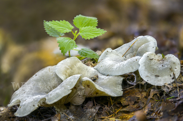 Grüner Anis-Trichterling (Clitocybe odora)