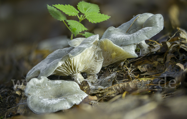 Grüner Anis-Trichterling (Clitocybe odora)