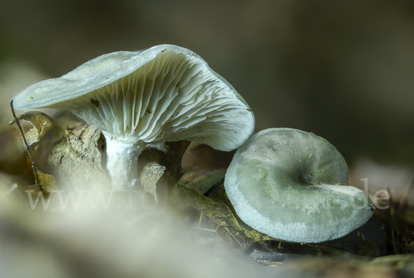 Grüner Anis-Trichterling (Clitocybe odora)