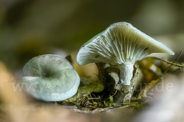 Grüner Anis-Trichterling (Clitocybe odora)