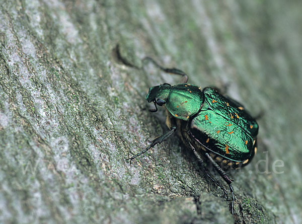 Grüner Edelscharrkäfer (Gnorimus nobilis)