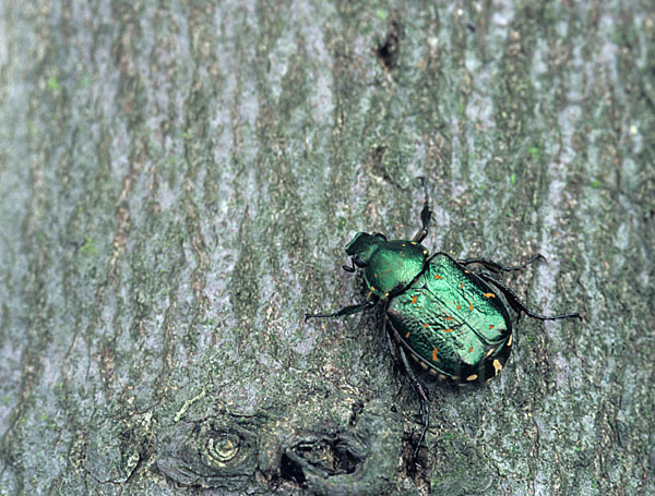 Grüner Edelscharrkäfer (Gnorimus nobilis)