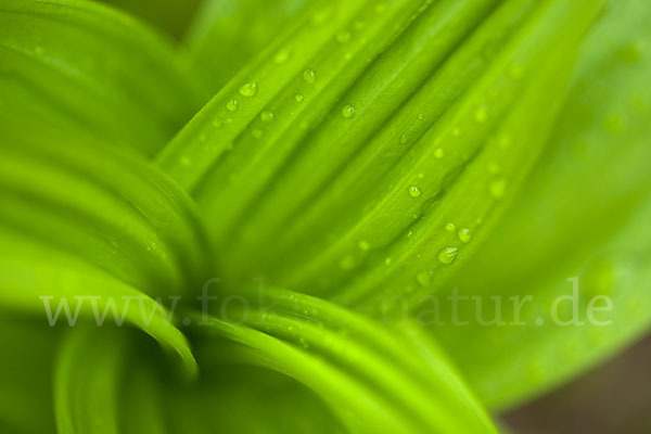 Grüner Germer (Veratrum lobelianum)