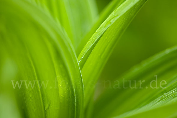 Grüner Germer (Veratrum lobelianum)