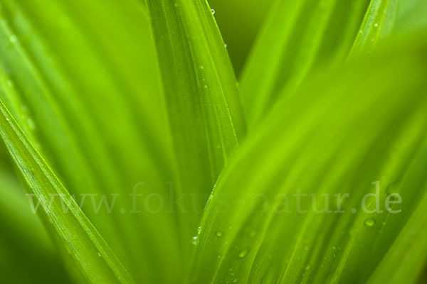 Grüner Germer (Veratrum lobelianum)