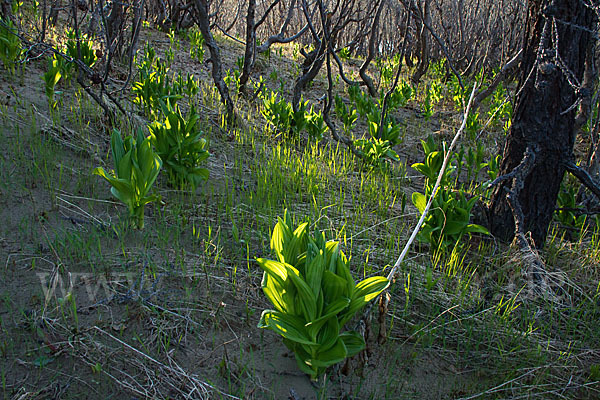 Grüner Germer (Veratrum lobelianum)