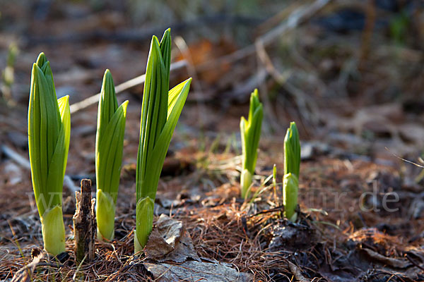 Grüner Germer (Veratrum lobelianum)